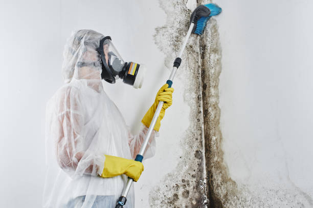Best Emergency Mold Removal  in Vienna, IL