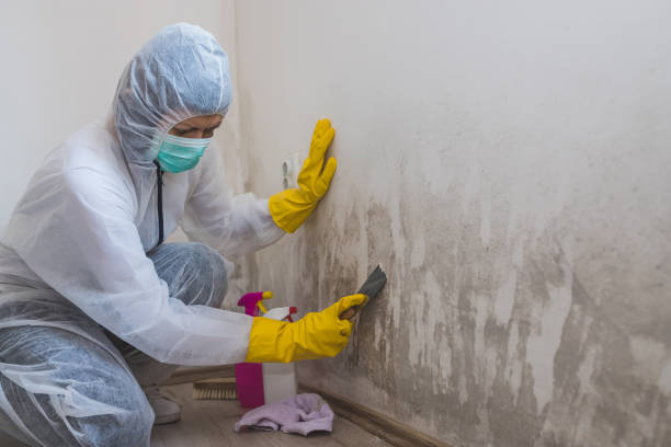 Best Mold Damage Repair  in Vienna, IL
