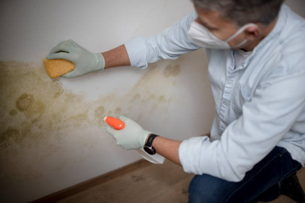 Best Mold Remediation  in Vienna, IL